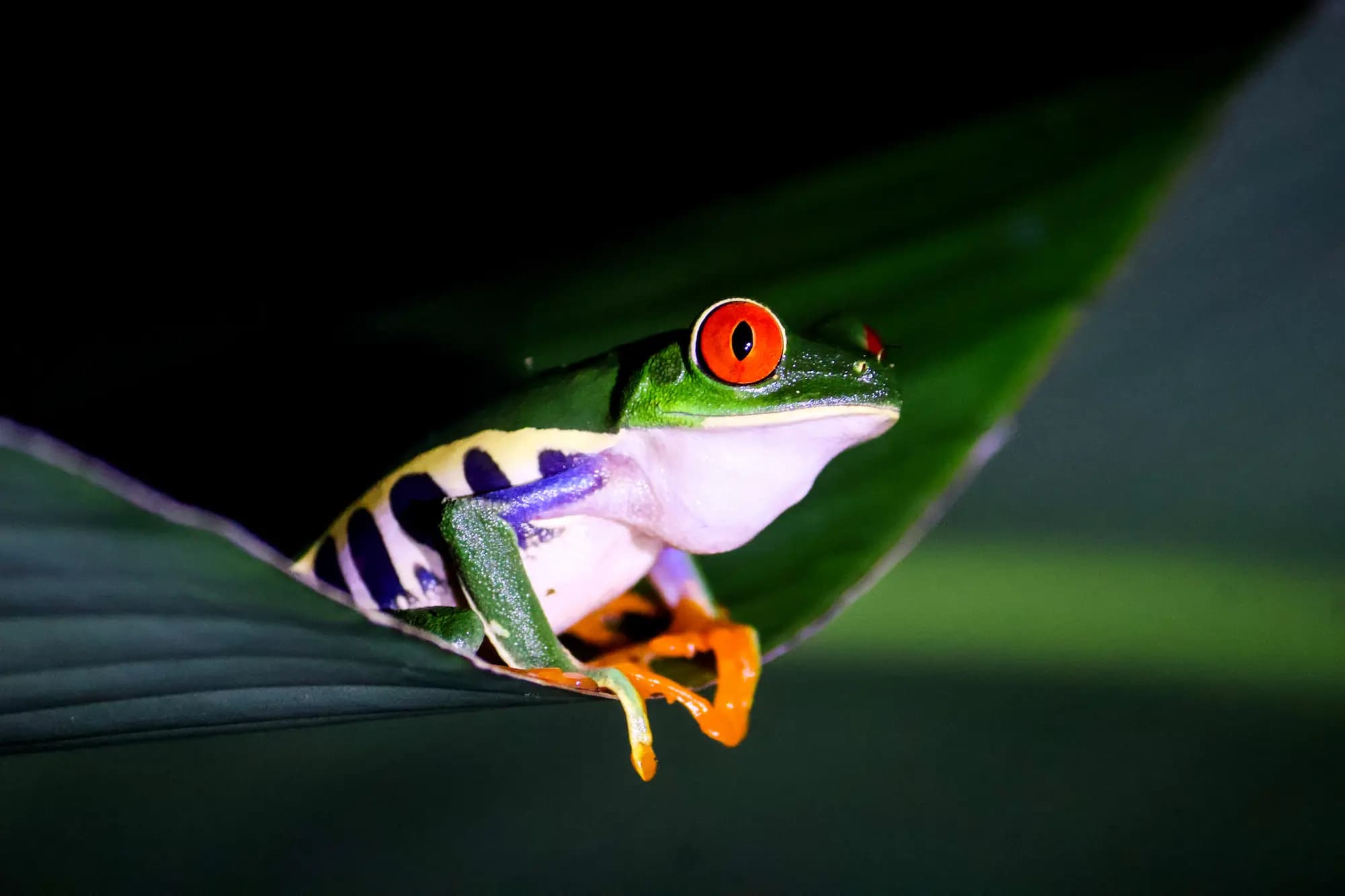 Red-eyed tree frog in Arenal forest at night