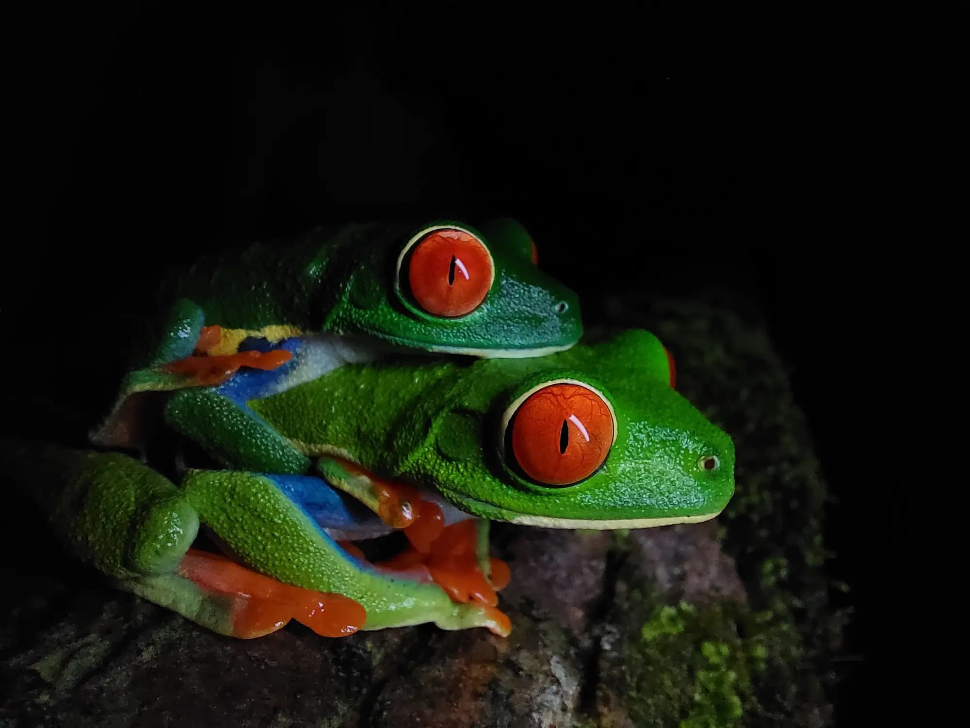 Red-eyed tree frogs seen at night in La Fortuna